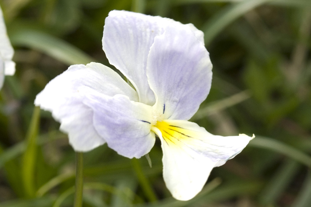 Viola calcarata/Viola con sperone